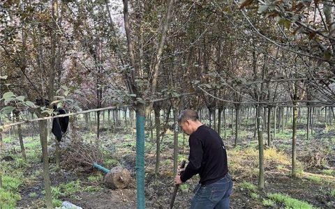 参天(成都)园林景观工程有限公司深耕银杏培育，打造高品质苗木基地
