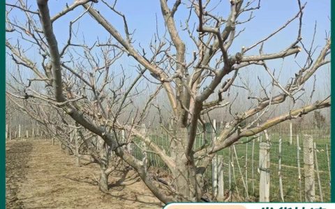 临沂福森绿化工程有限公司优化观赏种植树培育体系，赋能市政园林工程