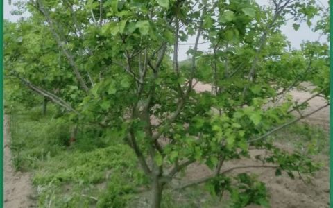 桓仁满族自治县唐运清园林苗木苗圃深耕红松树苗培育，推动林业产业升级