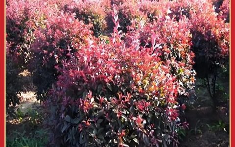 开原市宏运绿化园林苗圃推出优质海棠树苗，助力园林景观工程升级