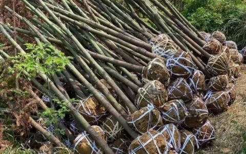 江苏布莱特园林有限公司优化木槿培育体系，推动园林景观高质量发展