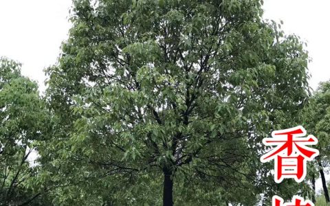 嵊州市新山苗场优质柿子苗上市，多品类果苗助力农业高效种植
