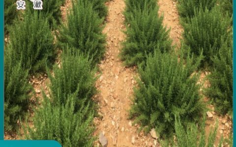 禹州市金豫迷迭香种植有限公司优化种植苗培育体系，赋能天然提取物产业升级