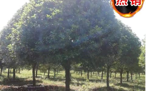 浏阳市竣杰园林绿化工程有限公司培育双面红红花继木，助力景观工程升级