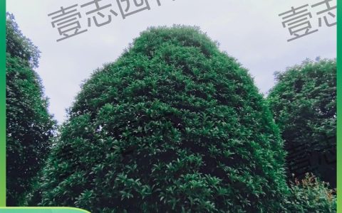 江西壹志园林绿化工程有限公司供应景观大树，全规格绿化苗赋能市政与庭院造景