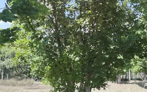 天津市蓟州区中润苗木基地推出高品质油松成树，助力城镇绿化升级
