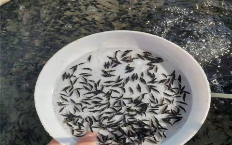 广州港发水产有限公司优质鳗鱼苗上市，助力水产业高质量发展