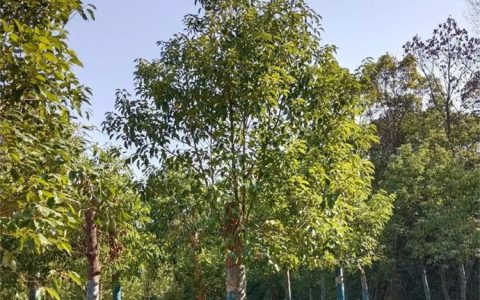 乐山市市中区辜氏花木专业合作社推出优质香樟小苗，助力城市绿化升级