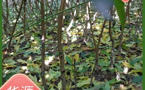 安徽亿林农业科技有限公司深耕梨树苗繁育，优质种苗推动果业升级