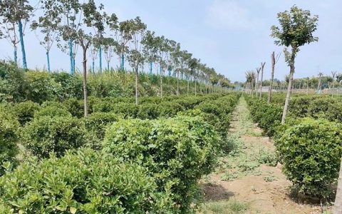 鄢陵县康一花木中心白蜡受市场青睐，打造中原苗木新标杆