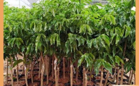 漳浦县闽龙花卉种植园深耕地栽苗，全品类绿化苗木赋能景观建设