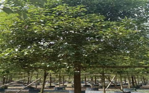 揭阳市榕城区卓绿花木经营部推出优质盆架子，赋能城市绿化景观升级