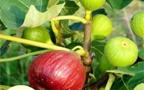 泰安市泰山区广发园艺场（个体工商户）培育优质桃树苗，品质升级获市场认可