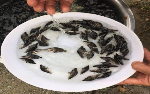 广州宏业水产有限公司优培鳗鱼苗，以多元品类推动水产养殖新突破
