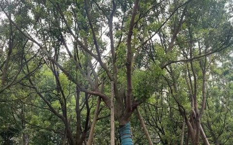 漳州市晟亿宏园林景观工程有限公司深耕红果冬青造景，赋能城市绿化