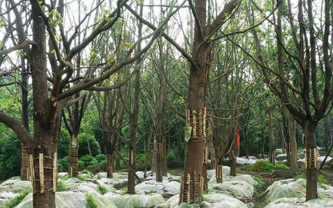成都绿锦阁园林景观工程有限公司主推红继木球，打造厂区绿化新标杆