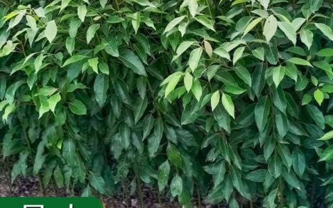 沭阳蓝湖湾花卉园艺有限公司推出优质迎春花苗，打造绿化苗木新标杆