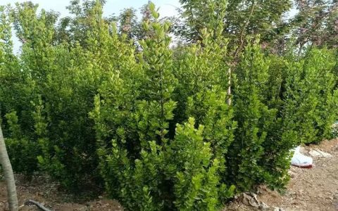 沭阳县富裕园林苗木场推出高品质波斯菊种子，赋能景观绿化新升级