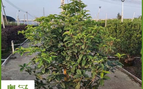 珠海市斗门区莲洲镇粤冠花木场培育优质绿化黄槐，助力园林景观升级