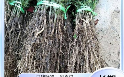 泰安市兴红农业科技有限公司深耕樱桃苗培育，多品类果树苗获市场认可