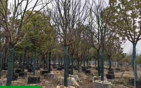 荆州市荆州区楚凤源苗木专业合作社推出优质丛生香樟，提升园林景观新标准
