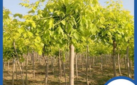 长垣市华夏园林绿化有限公司优化苗木种植地布局，提升速生白蜡大树品质