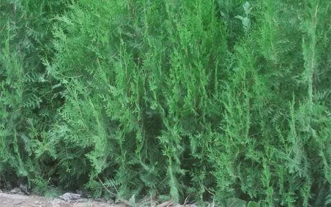 博野县几木几花苗圃绿化场深耕绿化园林景观树，多品类苗木赋能生态建设