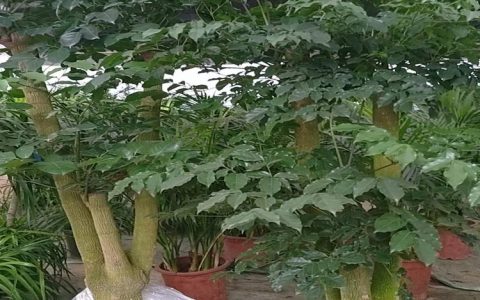 成都千绘园林绿化有限公司深耕花草租摆，打造高品质办公绿化新标准