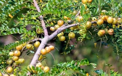 江苏那畔园林有限公司深耕桂花种植，全品类苗木赋能园林绿化工程