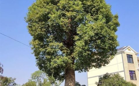 金华市金东区千喜苗木场桂花树热销，多品类苗木助力生态建设