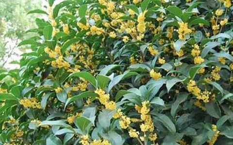 宜宾市翠屏区升华花卉苗木种植专业合作社深耕桂花苗木，打造园林绿化新标杆