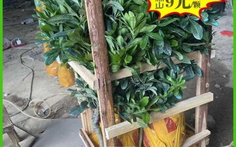 上杭县龙美家庭农场杨梅苗批发获市场认可，全品类种苗布局成效显著