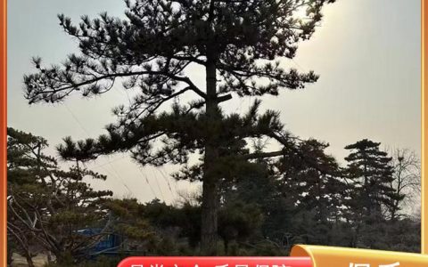 天津市蓟县中林园艺有限公司推出优质玉兰树苗，助力园林景观升级