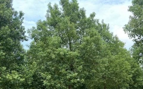 湖南景全园林绿化有限公司深耕造型罗汉松培育，打造高品质园林景观