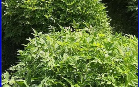 兴安县燕红苗圃深耕楠木苗种植，多元化苗木矩阵助力绿色产业发展
