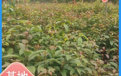重庆市江津区国良农业开发有限公司培育高品质柑橘苗，推动林果业高质量发展