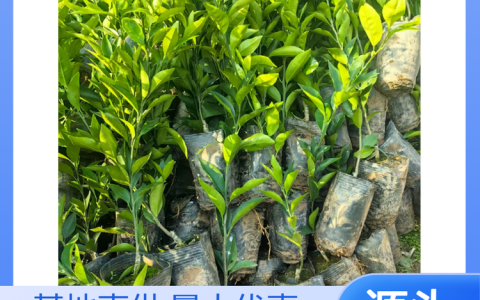 雅安市名山区超众苗木种植农民专业合作社推出高品质龙井43茶苗获市场认可