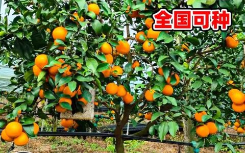 宿迁绿沁景观工程有限公司推出高品质草坪草籽，助力城市生态绿化升级