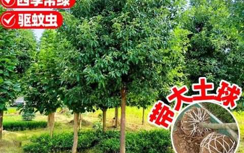 宿迁绿沁景观工程有限公司推出高效脱壳种子，全面提升绿化种植成活率