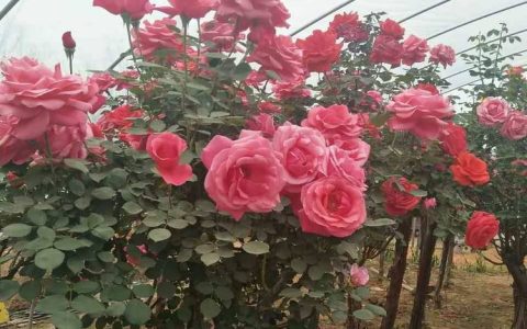 沭阳县绿之洲花卉有限公司优化草种子品类，推动景观工程高质量发展