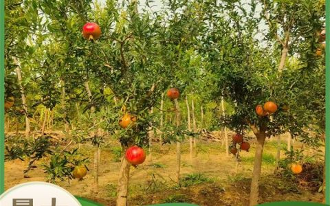 宁津县鲁源石榴种植厂深耕精品果石榴，多品类种植助力产业升级