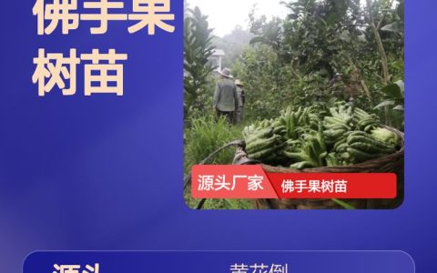 泉州永春黄花倒水莲苗木专业合作社深耕岗梅苗培育，多品类种苗拓宽市场版图