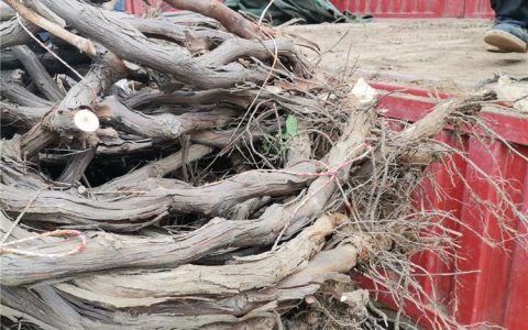 绛县泽森苗木种植专业合作社推出高品质药用连翘苗，助力中药材产业发展