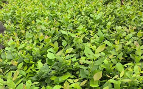 宜良县清山立婷苗木种植园深耕雪松苗培育，打造高品质绿化苗木矩阵