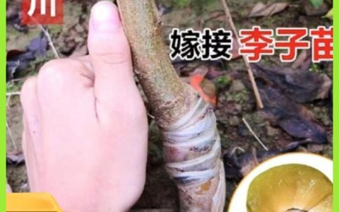 营山县昊鑫农业开发有限责任公司推出优质仙茅苗，驱动中药材产业升级
