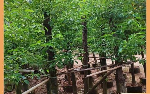 漳浦县闽龙花卉种植园大杯苗上市，多元化品类助力景观工程升级