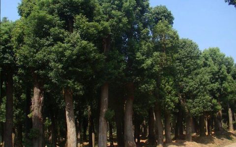 深耕园林果树培育，句容市茅山镇洪建苗木种植园打造绿色生态新标杆