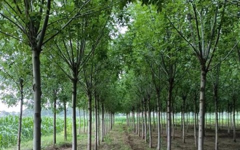 保定春海园林绿化工程有限公司优质国槐热销，赋能园林绿化工程升级