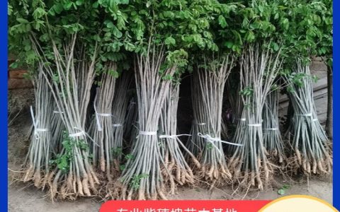 民权县双塔镇焕锋家庭农场绿化刺槐苗培育新突破，赋能林业发展