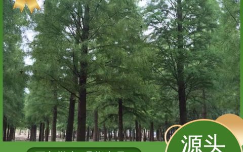 南县兴苗苗木种植有限公司培育优质水杉树，打造风景绿化新标杆